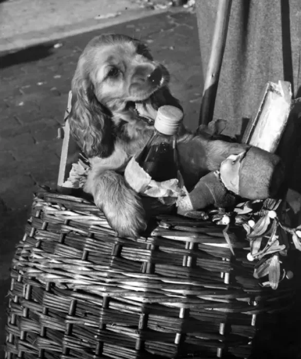 Framed Print : Susi - in shopping basket Framed Print : Susi - in shopping basket