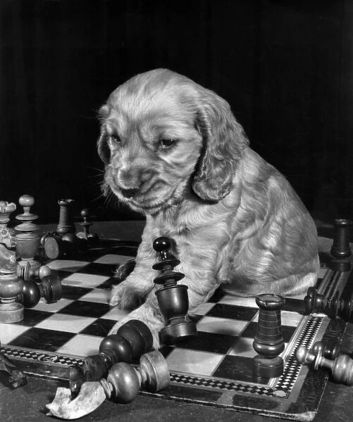 Susi - sitting on a chess board