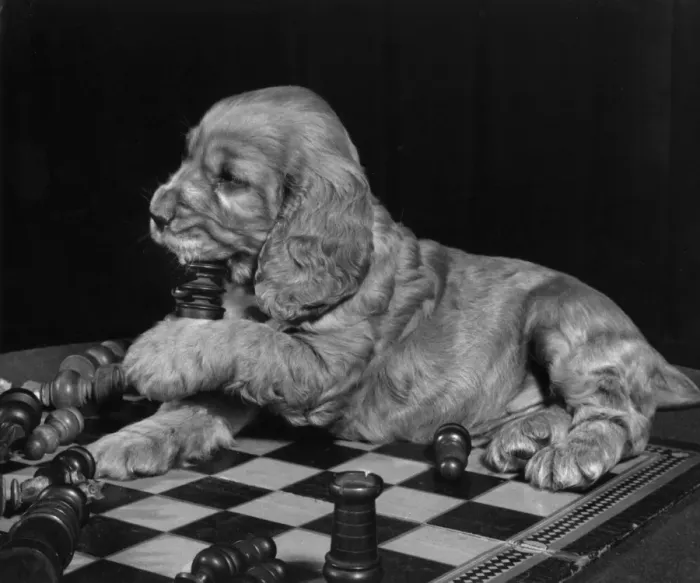 Framed Print : Susi - sitting on chess board Framed Print : Susi - sitting on chess board