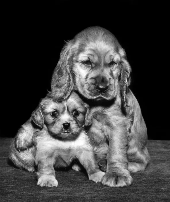 Framed Print : Susi - with a spaniel puppy