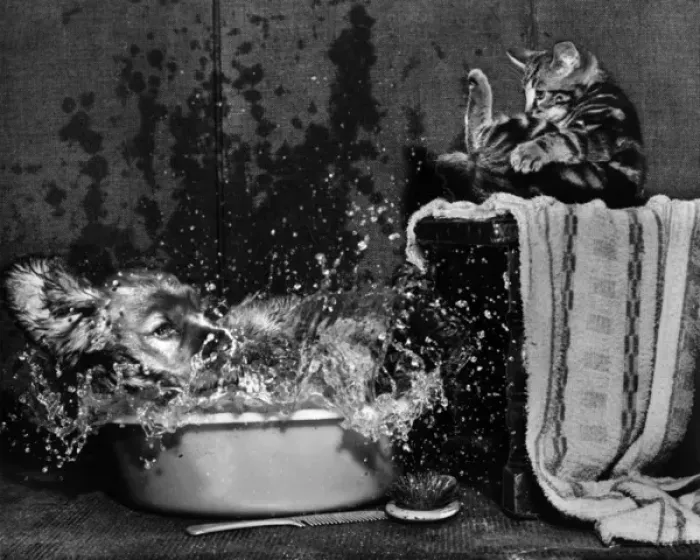 Framed Print : Susi - splashing about in a plastic bowl Framed Print : Susi - splashing about in a plastic bowl