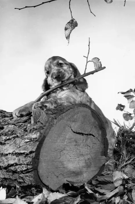 Framed Print : Susi - standing behind a fallen tree trunk Framed Print : Susi - standing behind a fallen tree trunk