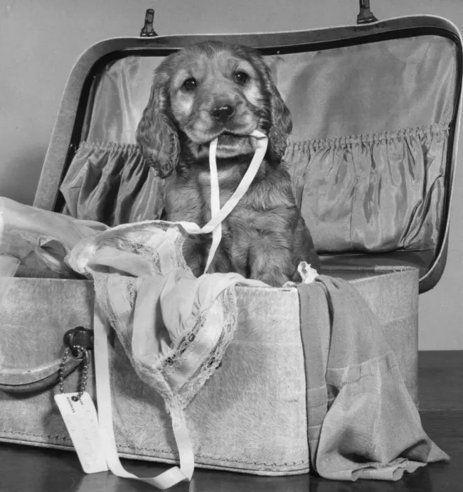 Framed Print : Susi - with suitcase of clothes Framed Print : Susi - with suitcase of clothes