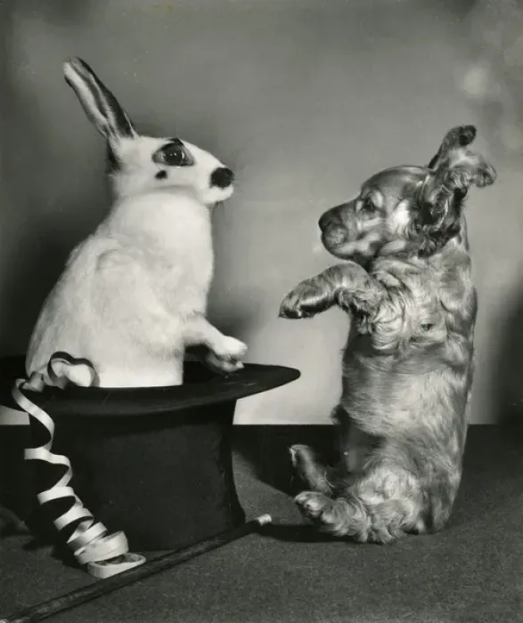 Framed Print : Susi - surprised by rabbit Framed Print : Susi - surprised by rabbit
