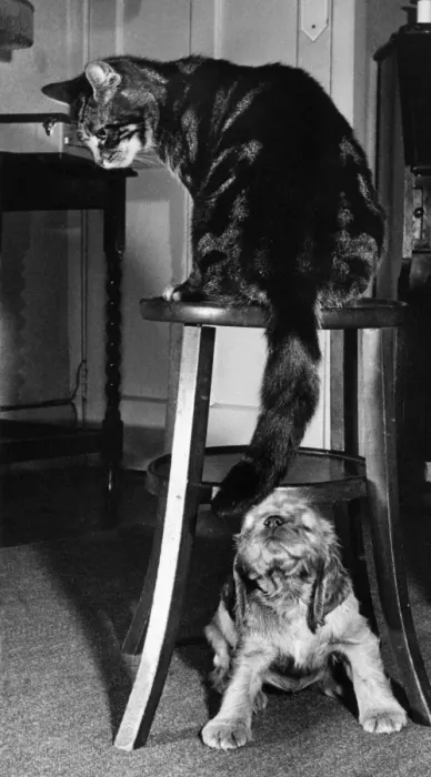 Framed Print : Susi - with tabby cat Framed Print : Susi - with tabby cat