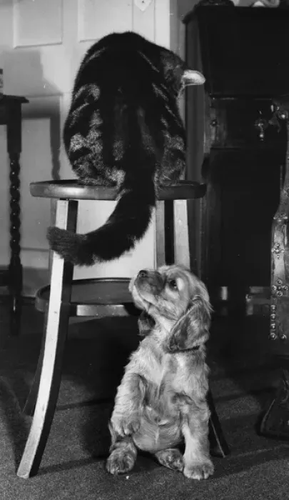 Framed Print : Susi - with tabby cat Framed Print : Susi - with tabby cat