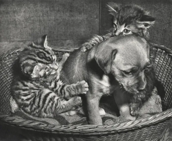 Framed Print : Susi - with tabby cat and kitten Framed Print : Susi - with tabby cat and kitten
