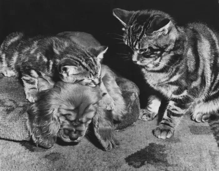 Framed Print : Susi - with tabby cat and kitten Framed Print : Susi - with tabby cat and kitten