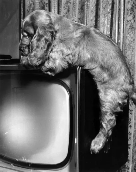 Framed Print : Susi - on top of the television Framed Print : Susi - on top of the television