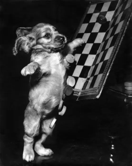 Framed Print : Susi - tipping up a draughts board Framed Print : Susi - tipping up a draughts board