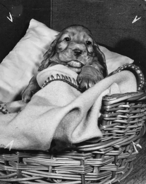 Framed Print : Susi - tucked up in her basket Framed Print : Susi - tucked up in her basket