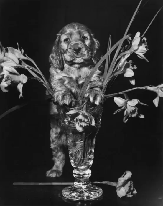 Framed Print : Susi - with vase of daffodils Framed Print : Susi - with vase of daffodils