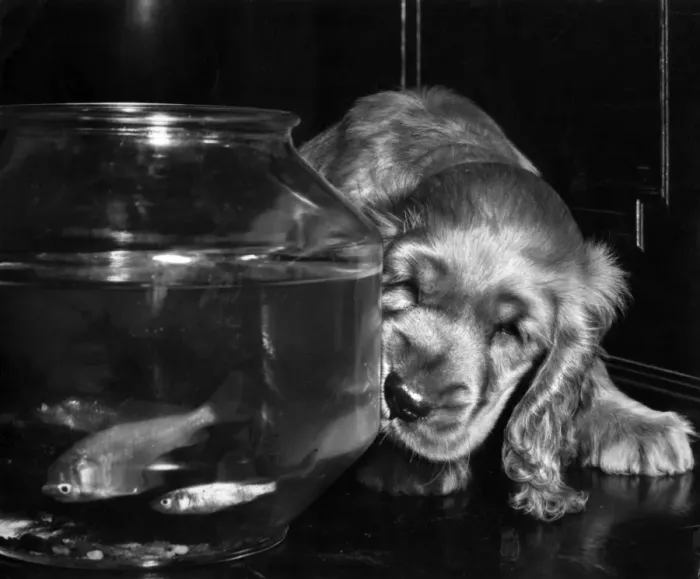 Framed Print : Susi - watching goldfish in a bowl Framed Print : Susi - watching goldfish in a bowl