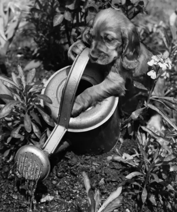 Framed Print : Susi - with watering can Framed Print : Susi - with watering can