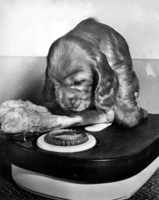 Framed Print : Susi - weighing a bone on scales Framed Print : Susi - weighing a bone on scales