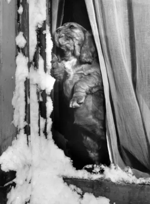 Framed Print : Susi - in a window on a snowy day Framed Print : Susi - in a window on a snowy day
