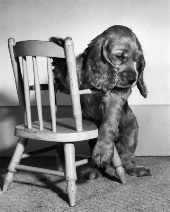 Framed Print : Susi - with wooden chair Framed Print : Susi - with wooden chair