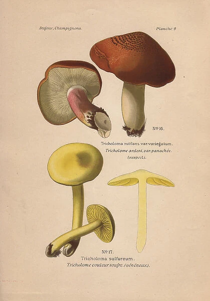 Suspect mushroom, Tricholoma rutilans and poisonous