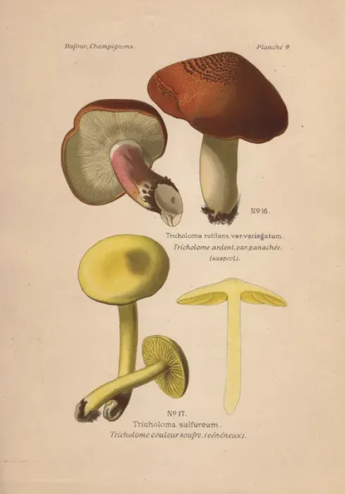 Framed Print : Suspect mushroom, Tricholoma rutilans and poisonous Framed Print : Suspect mushroom, Tricholoma rutilans and poisonous