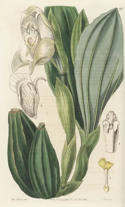 Framed Print : Swaddled babies orchid, Anguloa uniflora Framed Print : Swaddled babies orchid, Anguloa uniflora