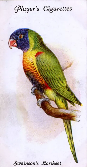 Framed Print : Swainsons Lorikeet Framed Print : Swainsons Lorikeet