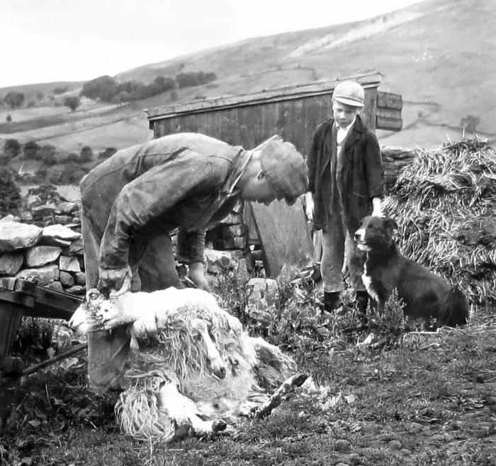 Framed Print : Swaledale Farmer shearing sheep 1940s Framed Print : Swaledale Farmer shearing sheep 1940s