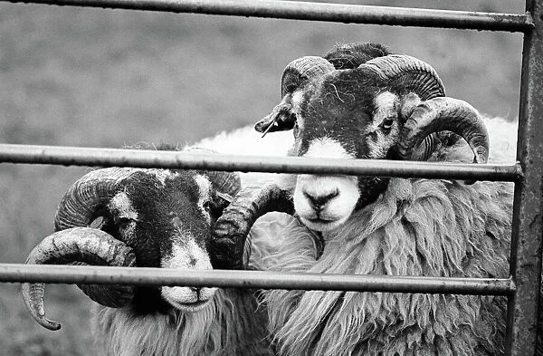 Two Swaledale rams behind a farm gate, Coverdale