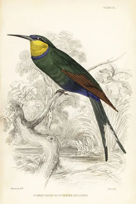 Framed Print : Swallow-tailed bee-eater, Merops hirundineus Framed Print : Swallow-tailed bee-eater, Merops hirundineus