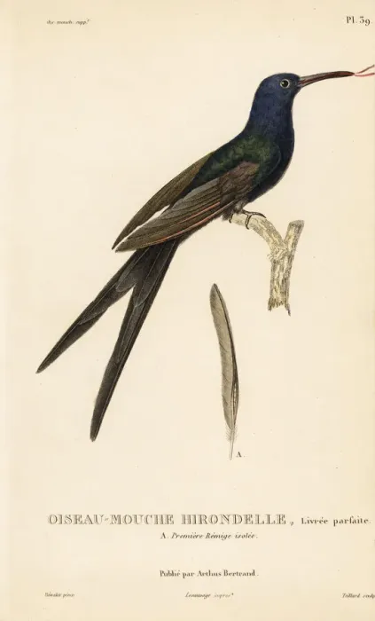 Framed Print : Swallow-tailed hummingbird, Eupetomena macroura Framed Print : Swallow-tailed hummingbird, Eupetomena macroura