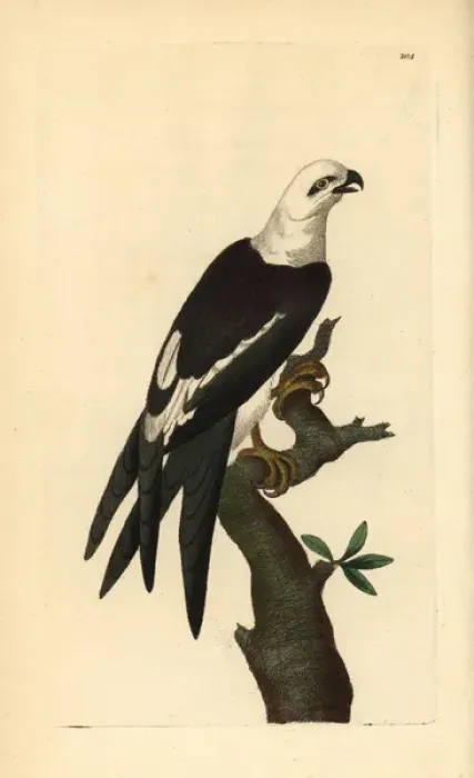 Framed Print : Swallow-tailed kite, Elanoides forficatus Framed Print : Swallow-tailed kite, Elanoides forficatus