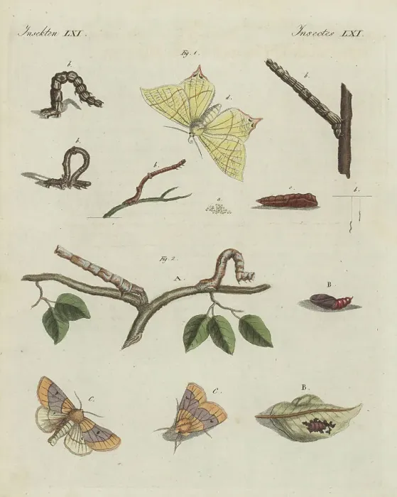 Framed Print : Swallow-tailed moth and scalloped oak moth Framed Print : Swallow-tailed moth and scalloped oak moth