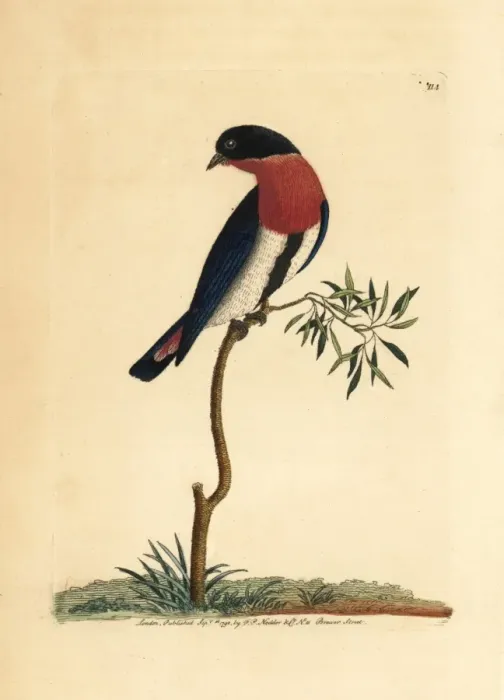 Framed Print : Swallow warbler, Dicaeum hirundinaceum Framed Print : Swallow warbler, Dicaeum hirundinaceum