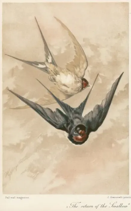 Framed Print : Two Swallows Framed Print : Two Swallows