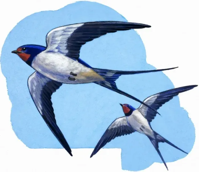Framed Print : Swallows. Detail from Treasure no. 66 (18 April 1964) Framed Print : Swallows. Detail from Treasure no. 66 (18 April 1964)