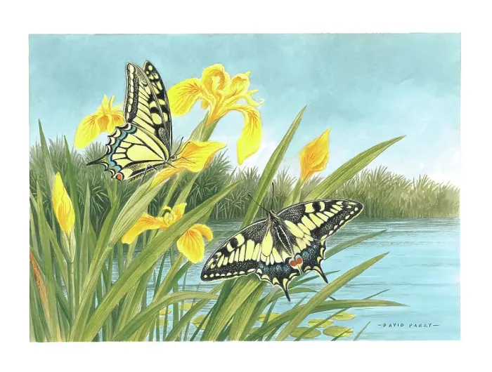 Framed Print : Swallowtail butterflies and Yellow Flags Framed Print : Swallowtail butterflies and Yellow Flags