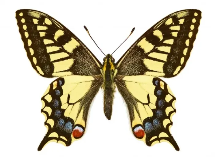 Framed Print : Swallowtail butterfly Framed Print : Swallowtail butterfly