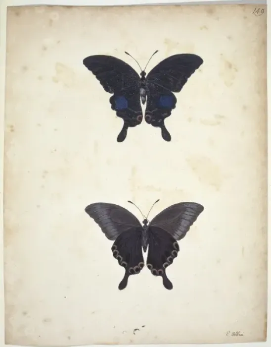 Framed Print : Swallowtail butterfly Framed Print : Swallowtail butterfly