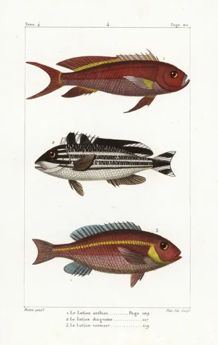 Framed Print : Swallowtail seaperch, striped sweetlips Framed Print : Swallowtail seaperch, striped sweetlips