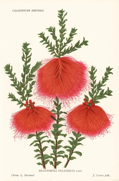 Framed Print : Swamp bottlebrush, Beaufortia sparsa Framed Print : Swamp bottlebrush, Beaufortia sparsa