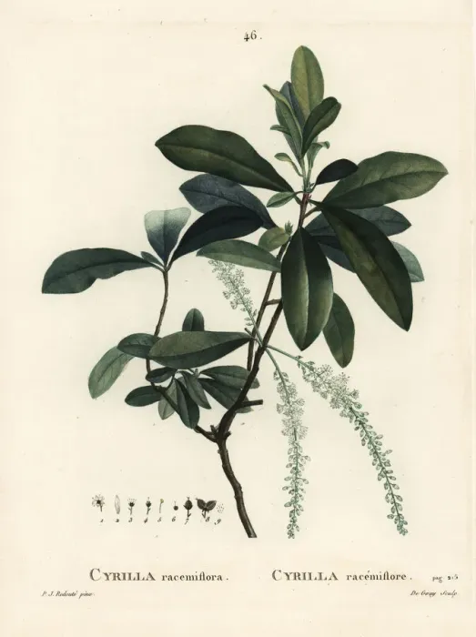 Framed Print : Swamp cyrilla, Cyrilla racemiflora Framed Print : Swamp cyrilla, Cyrilla racemiflora