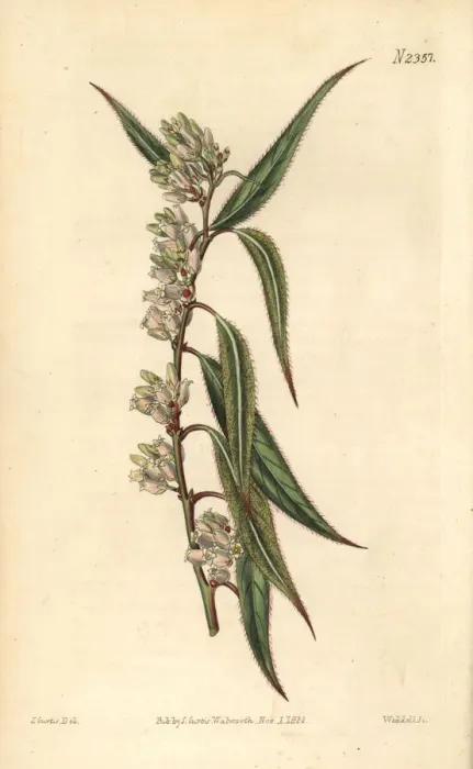 Framed Print : Swamp dog-laurel, Leucothoe axillaris Framed Print : Swamp dog-laurel, Leucothoe axillaris