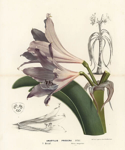 Swamp lily, Crinum erubescens