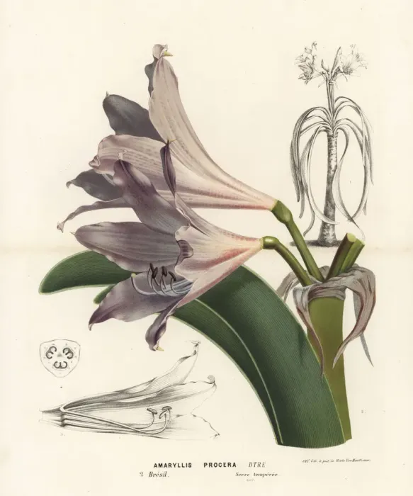 Framed Print : Swamp lily, Crinum erubescens Framed Print : Swamp lily, Crinum erubescens