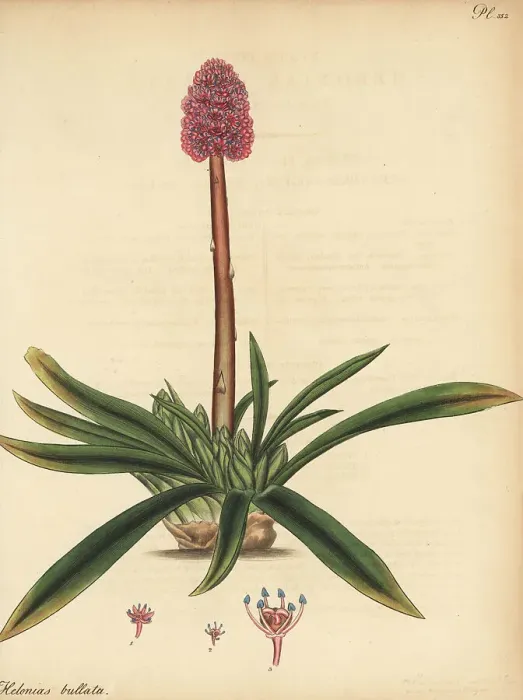 Framed Print : Swamp pink, or spear-leaved helonias, Helonias bullata Framed Print : Swamp pink, or spear-leaved helonias, Helonias bullata