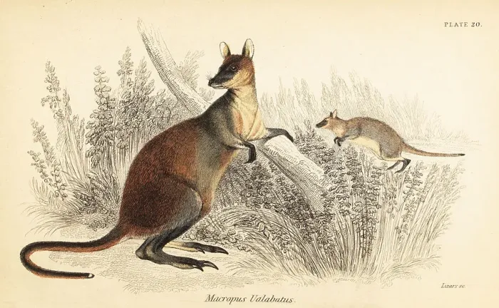 Framed Print : Swamp wallaby, Wallabia bicolor Framed Print : Swamp wallaby, Wallabia bicolor