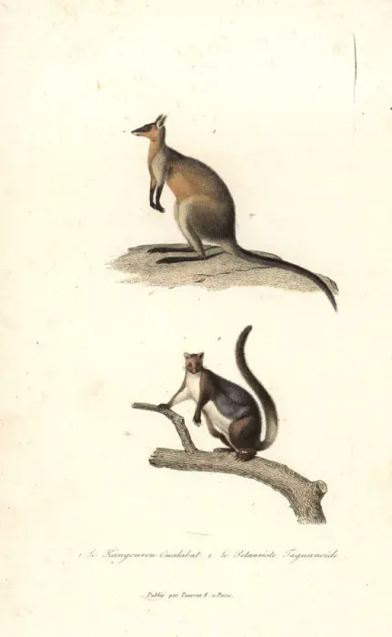 Framed Print : Swamp wallaby and yellow-bellied glider Framed Print : Swamp wallaby and yellow-bellied glider