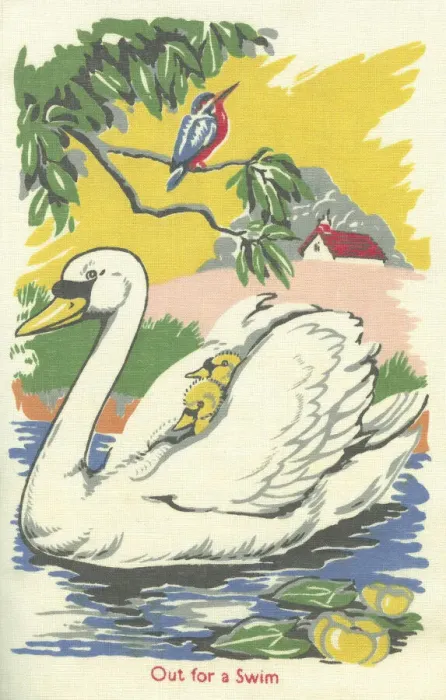 Framed Print : Swan and Cygnets Framed Print : Swan and Cygnets