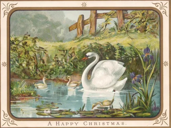 Framed Print : Swan and cygnets on a Christmas card Framed Print : Swan and cygnets on a Christmas card