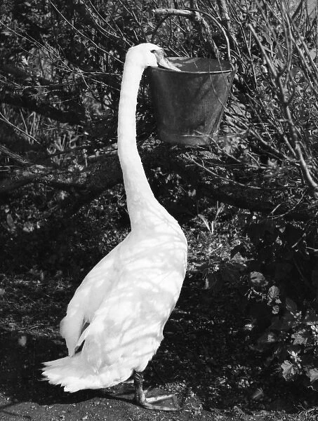 Swan Eating. A swan reaches for his ration from a metal bucket at the Great Swannery