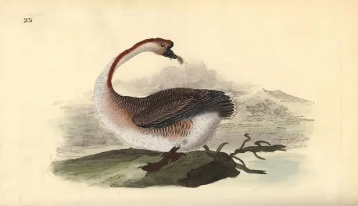 Framed Print : Swan goose, Anser cygnoides, vulnerable Framed Print : Swan goose, Anser cygnoides, vulnerable